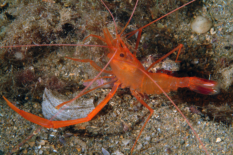 Stenopus spinosus